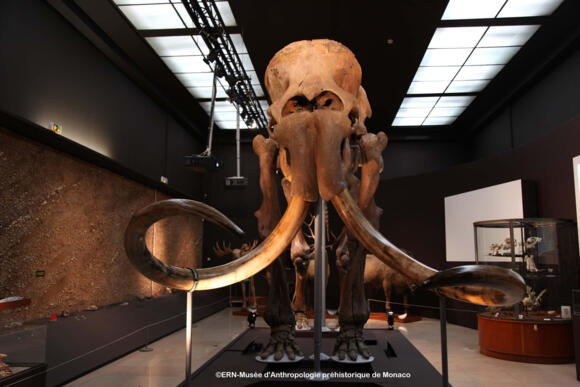 Musée d’Anthropologie Préhistorique